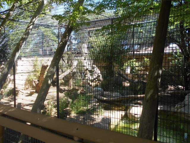 Malayan tiger exhibit