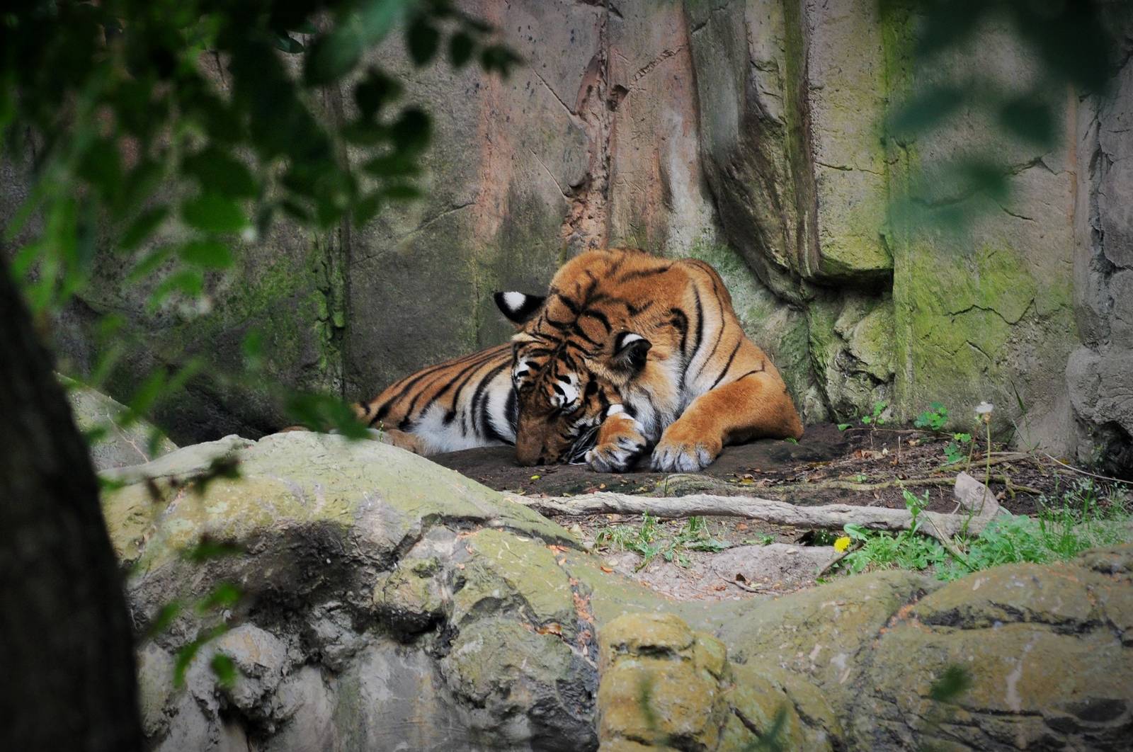 Malayan Tiger Exhibit