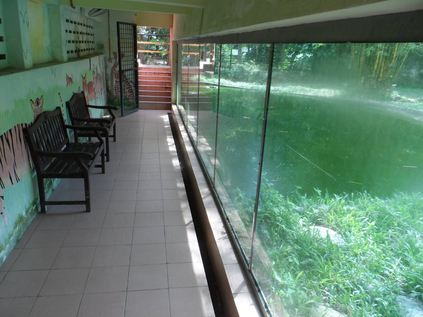 Malayan Tiger Exhibit