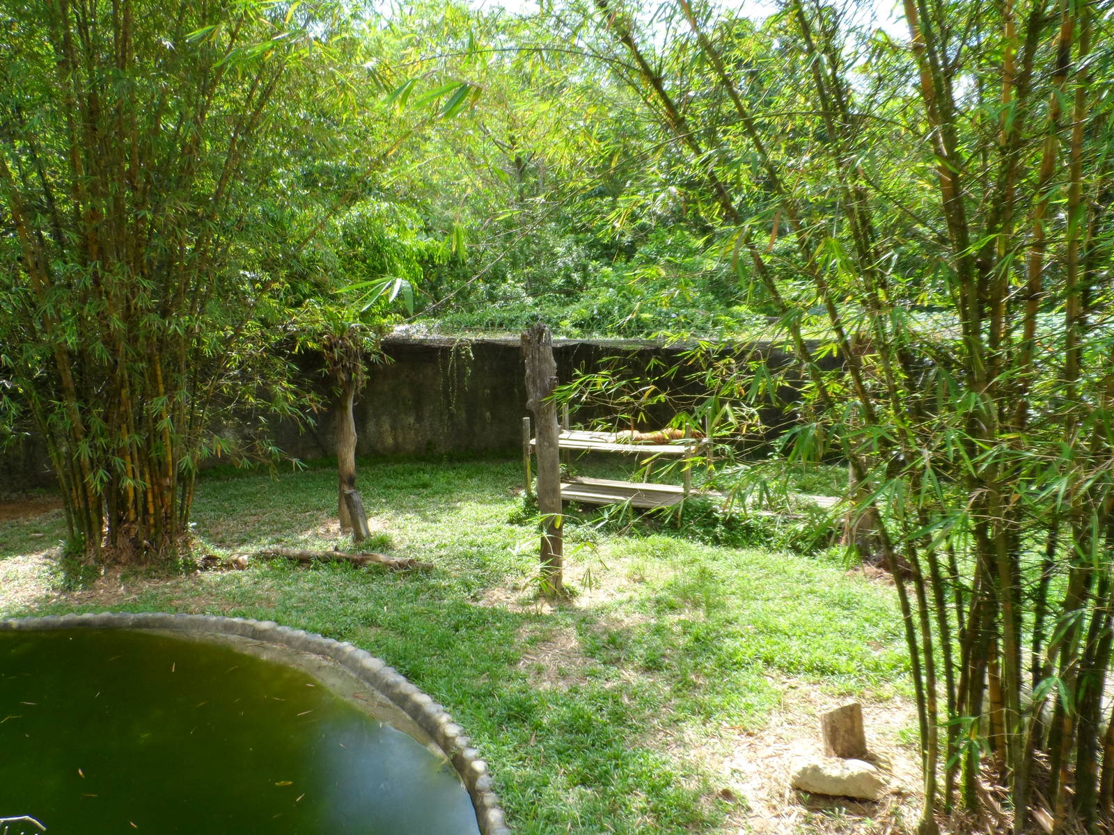 Malayan Tiger Exhibit