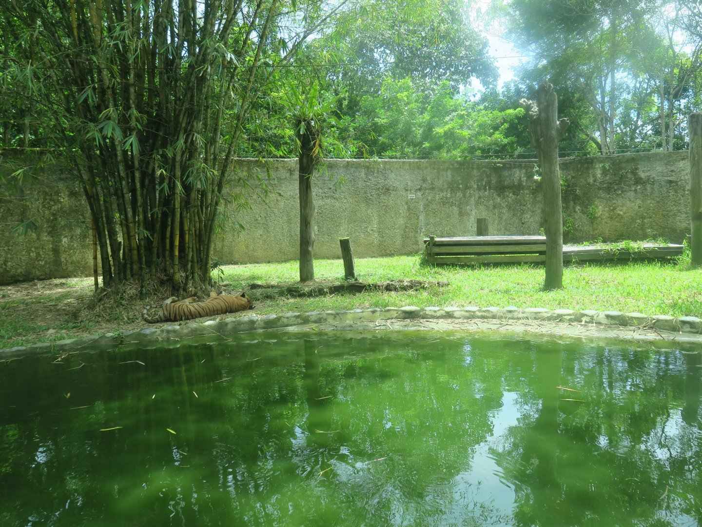 Malayan tiger exhibit