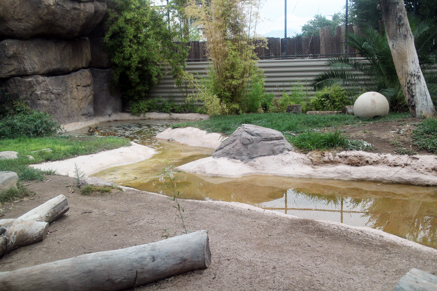malayan tiger exhibit