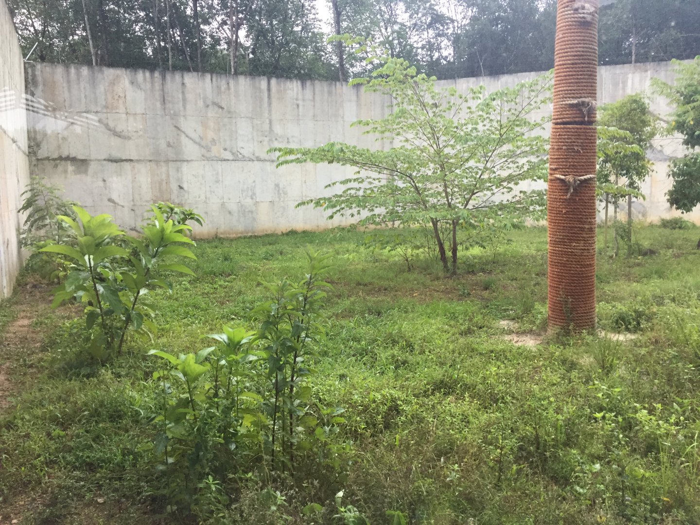 Malayan Tiger Exhibit