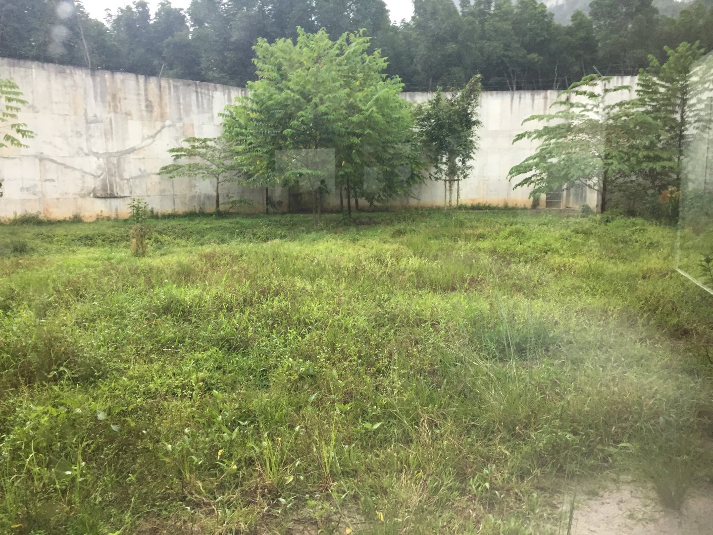 Malayan Tiger Exhibit