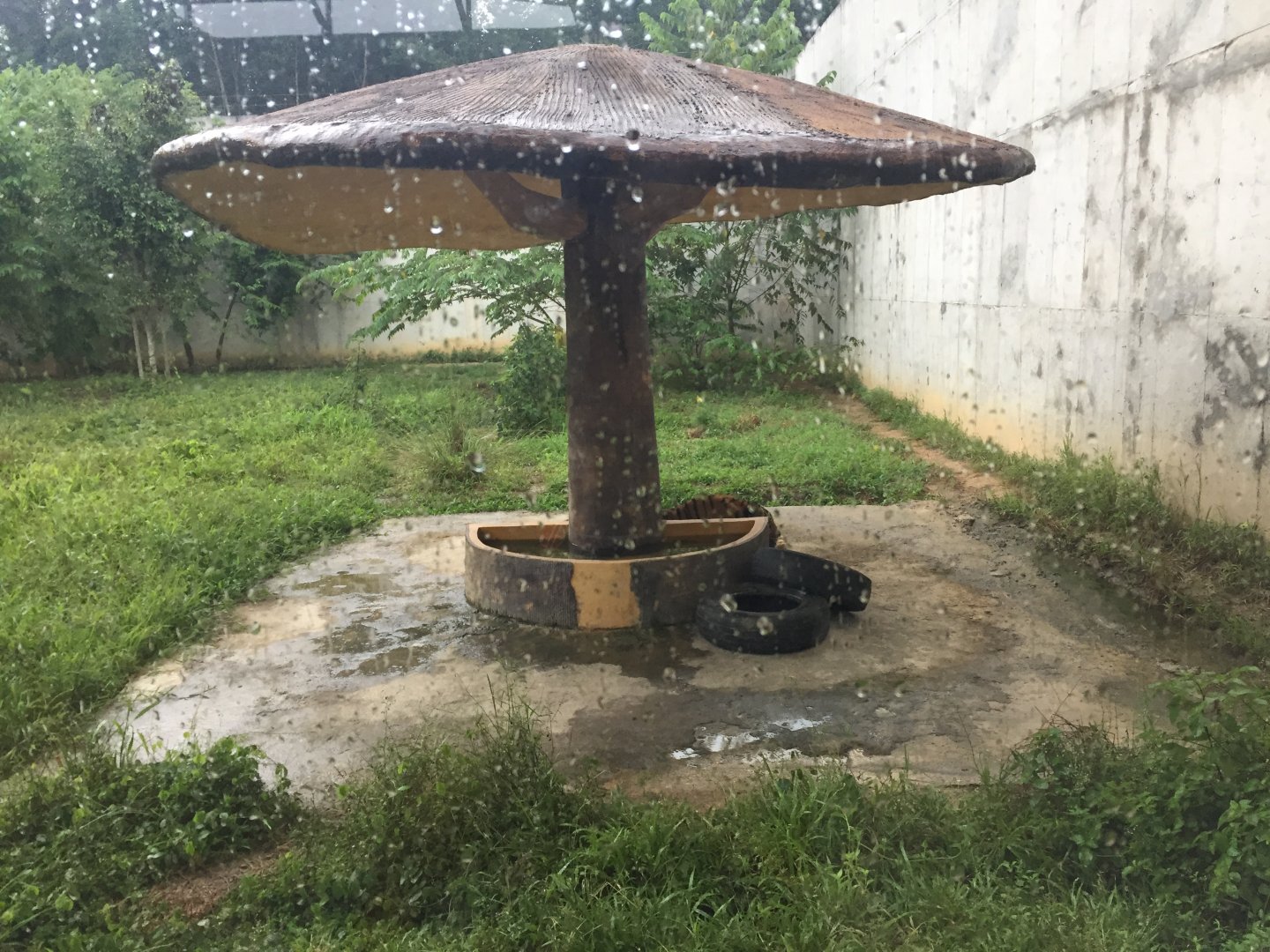 Malayan Tiger Exhibit