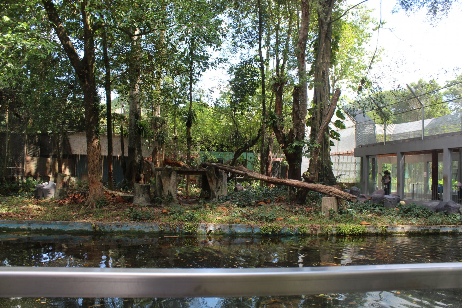 Malayan tiger exhibit
