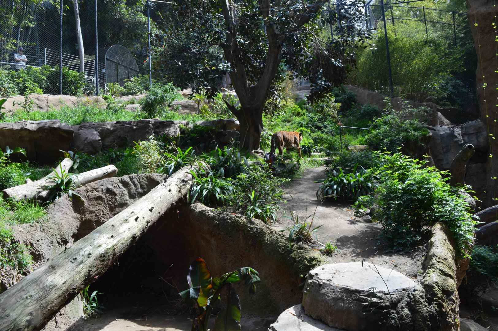 Malayan Tiger Exhibit