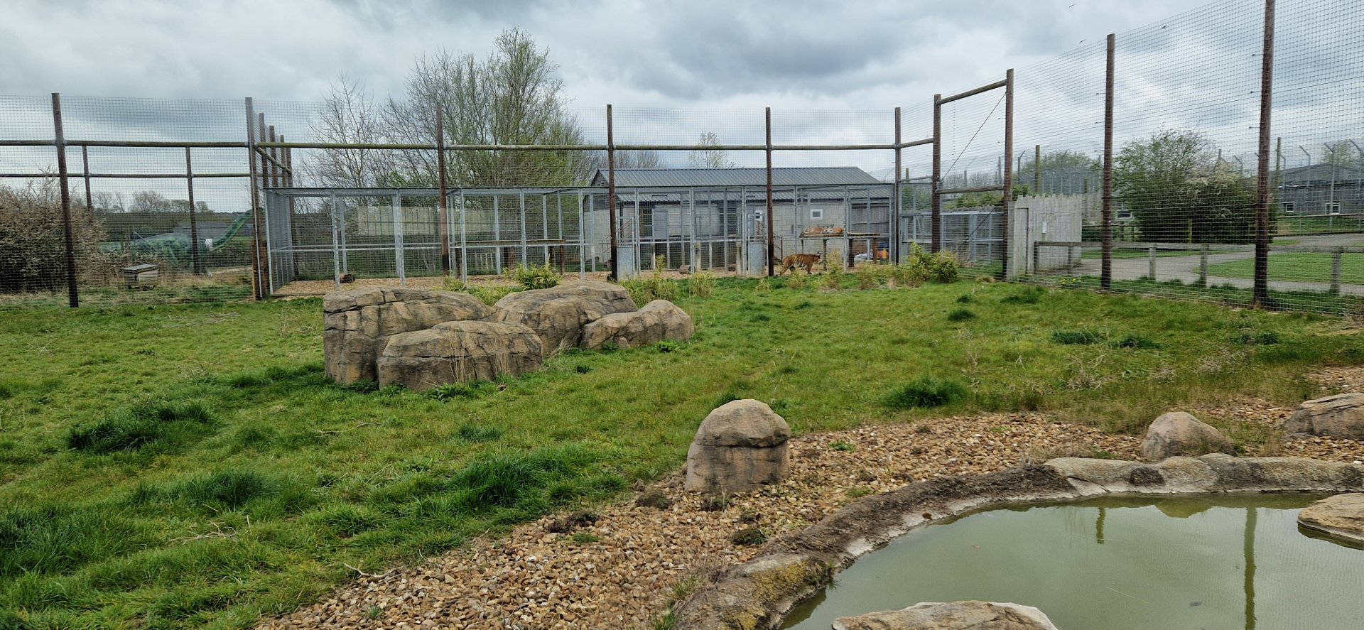 Malayan tiger exhibit