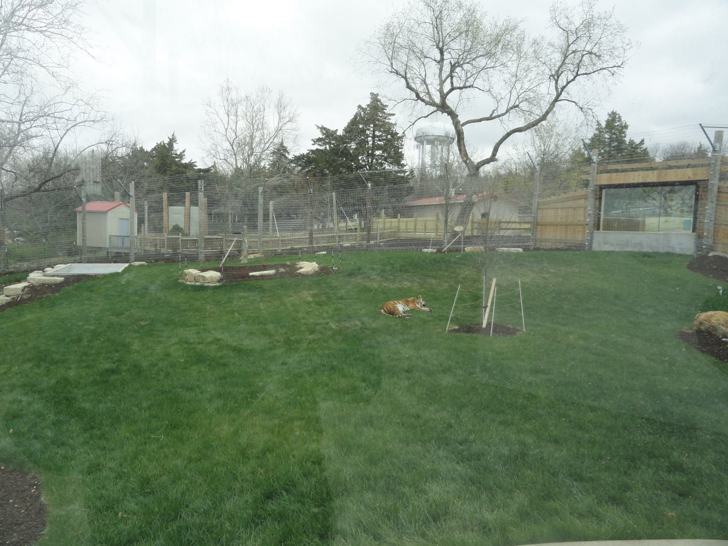 Malayan Tiger Exhibit