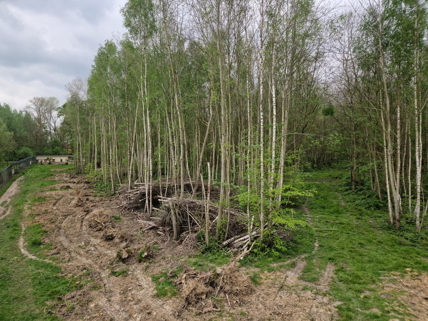 Malayan Tiger exhibit