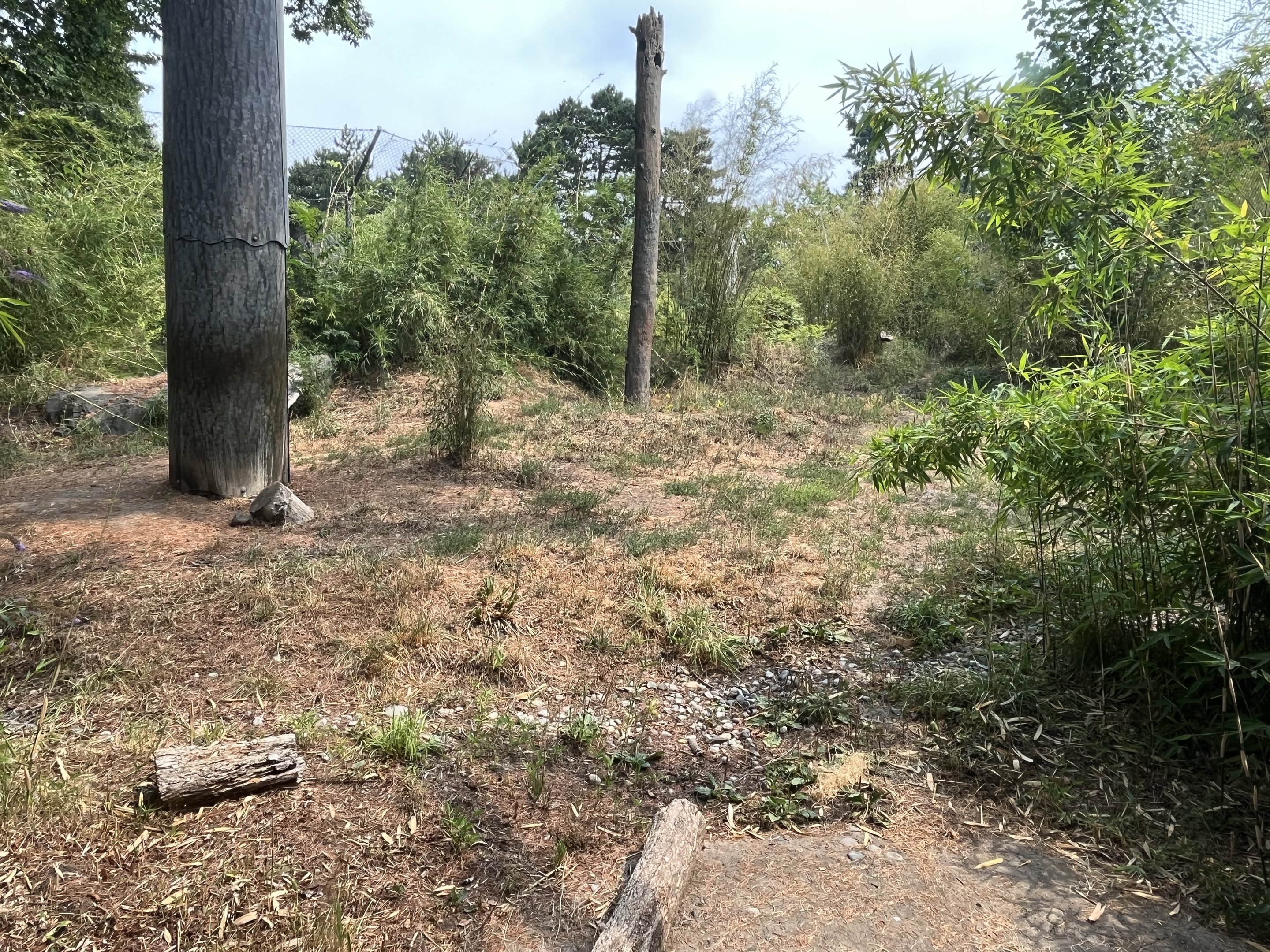 Malayan Tiger Exhibit