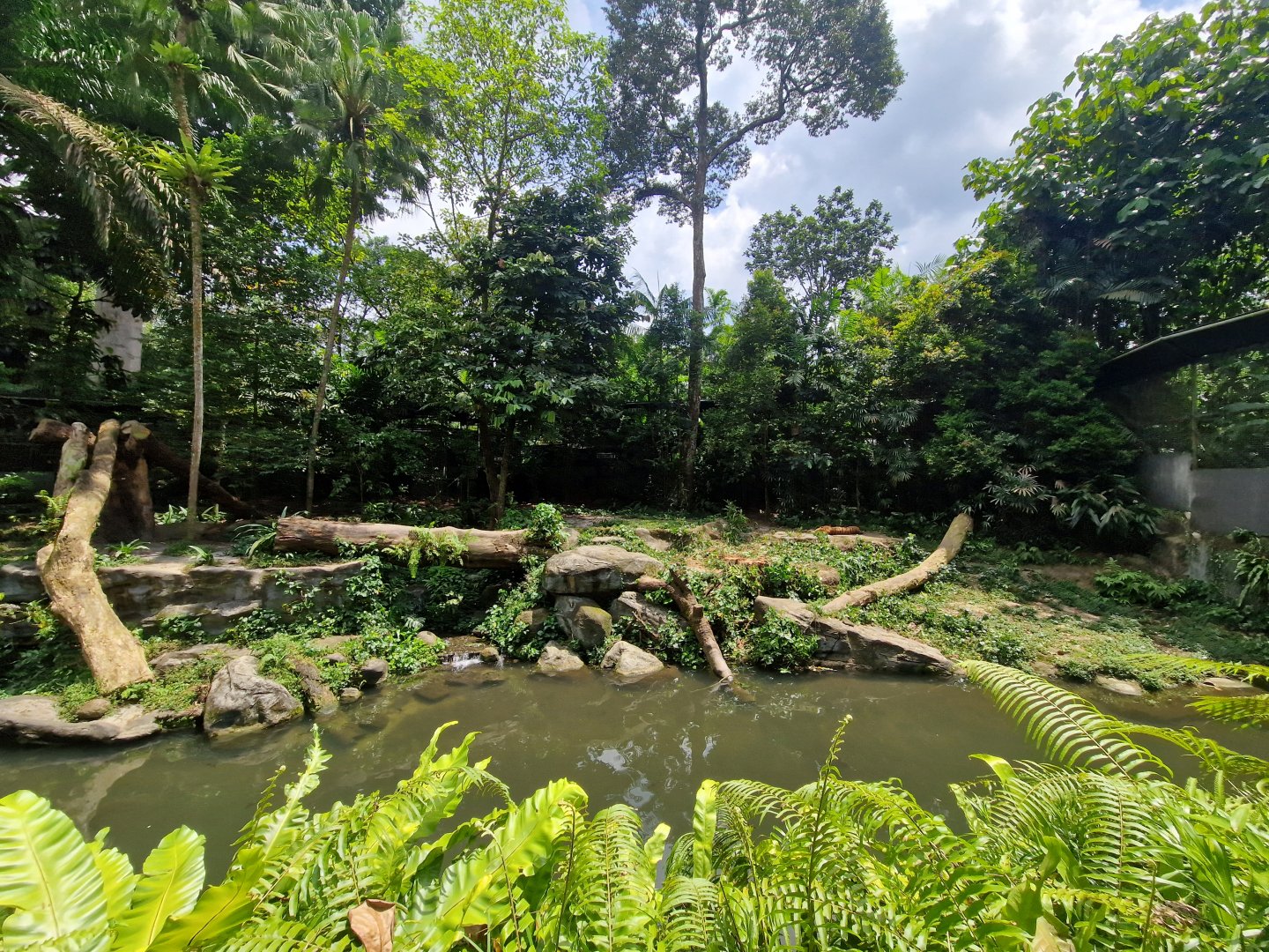 Malayan Tiger exhibit