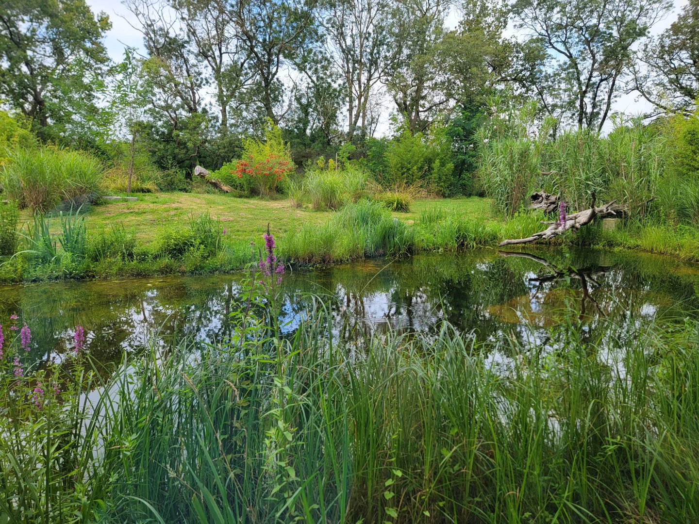 Malayan Tiger exhibit