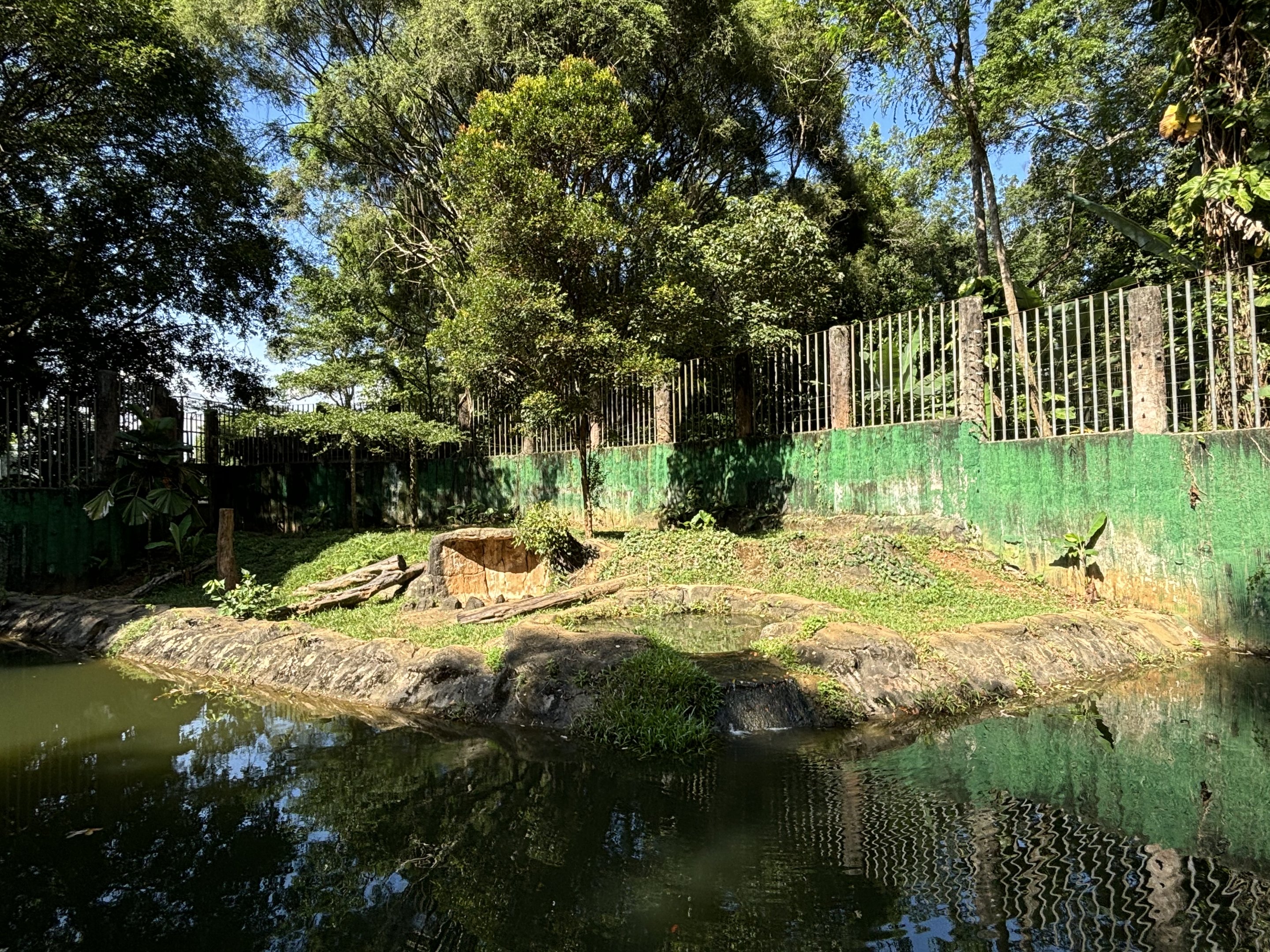 Malayan Tiger Exhibit
