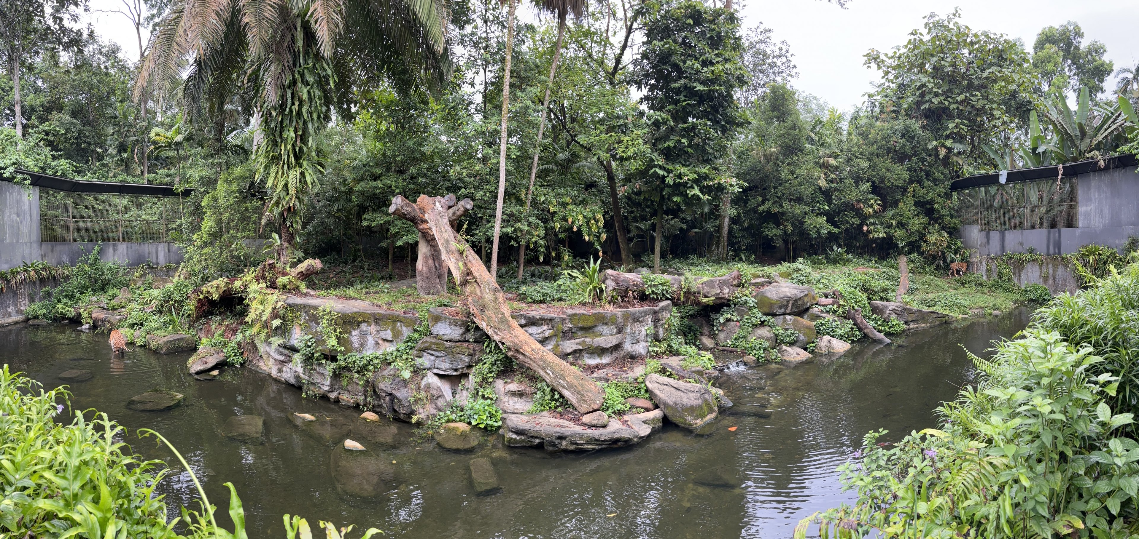 Malayan Tiger Exhibit