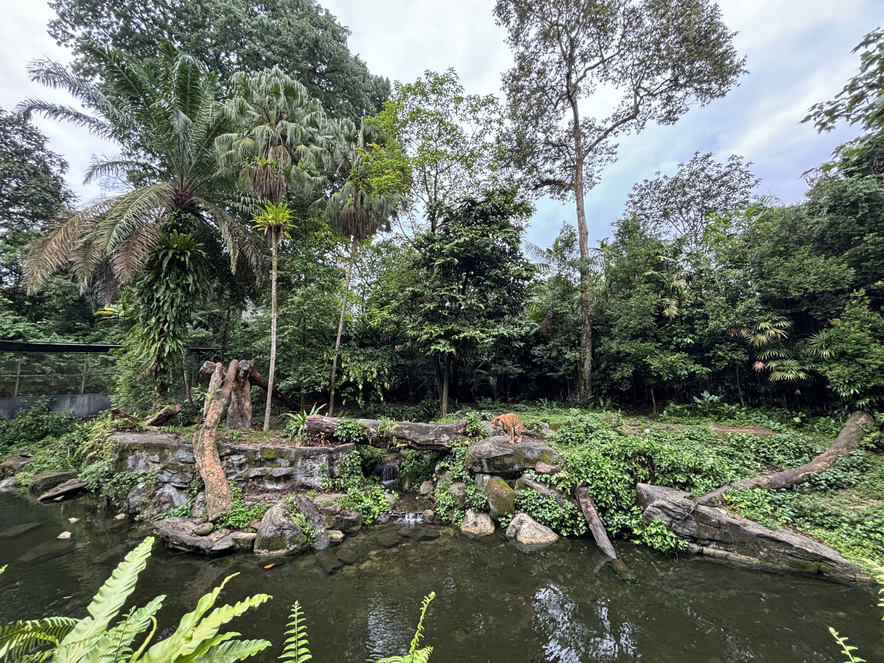 Malayan Tiger Exhibit