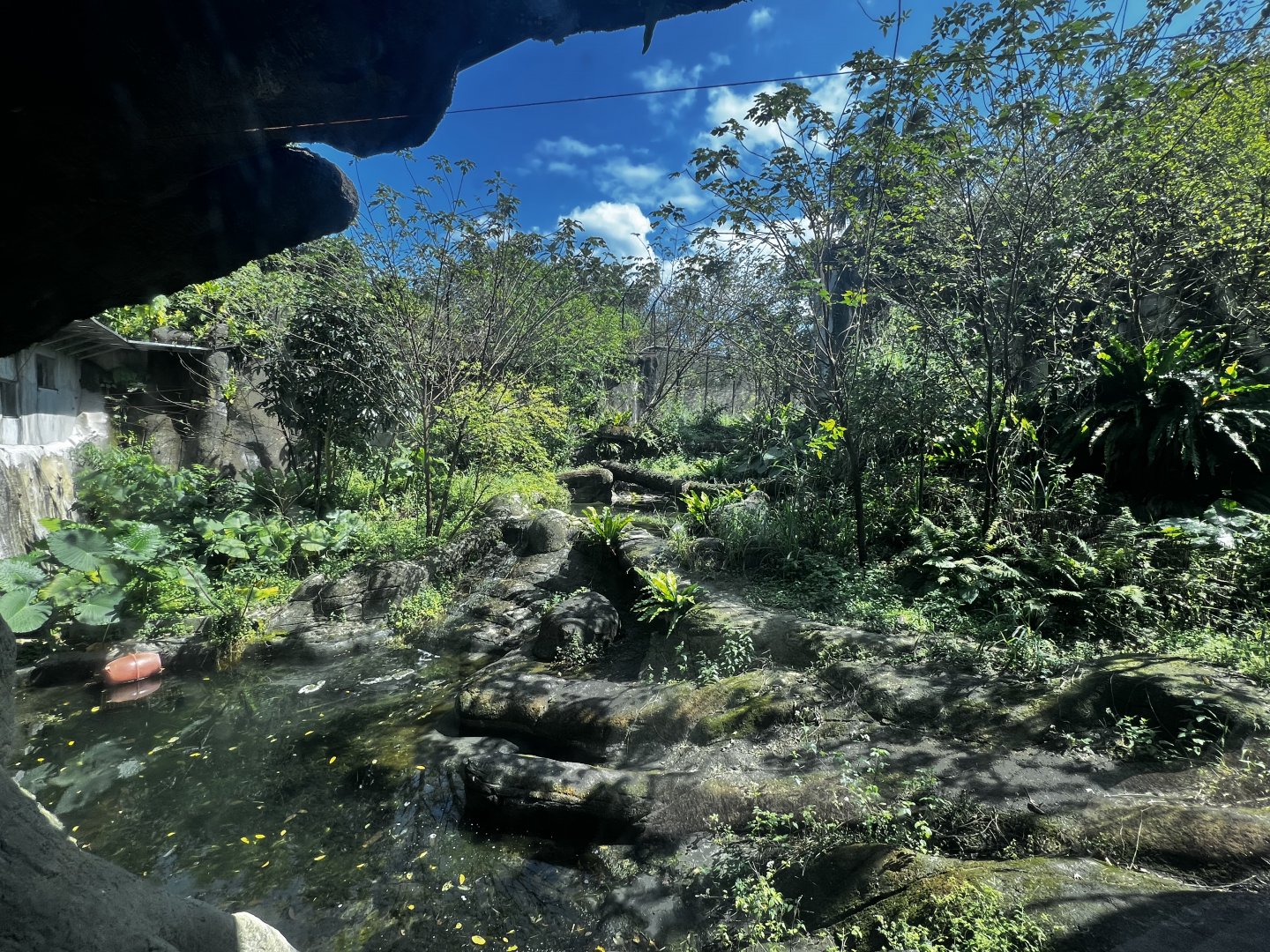 Malayan Tiger Exhibit