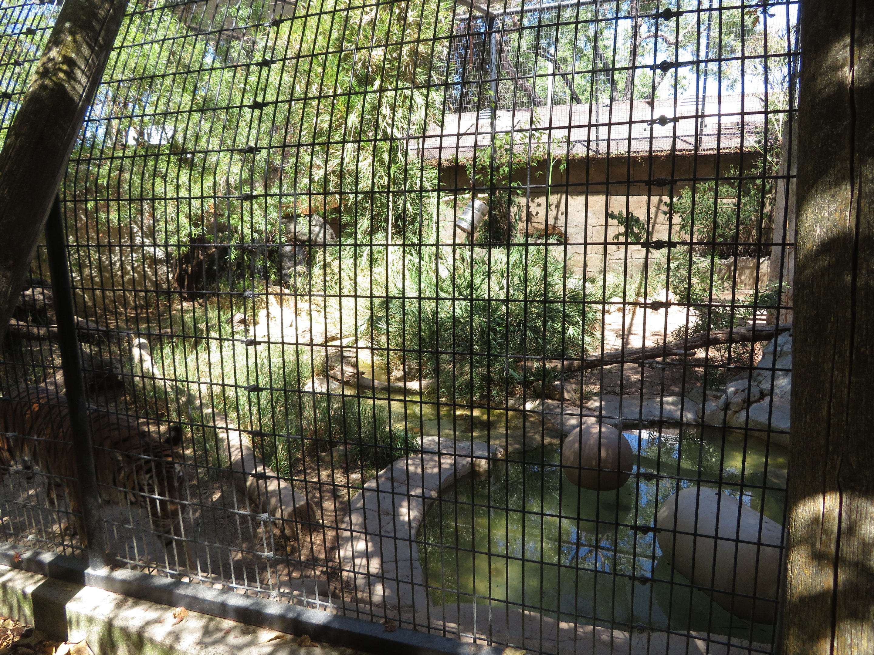 Malayan Tiger Exhibit