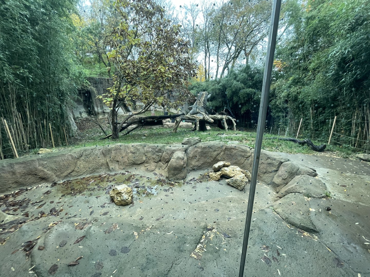Malayan Tiger Habitat