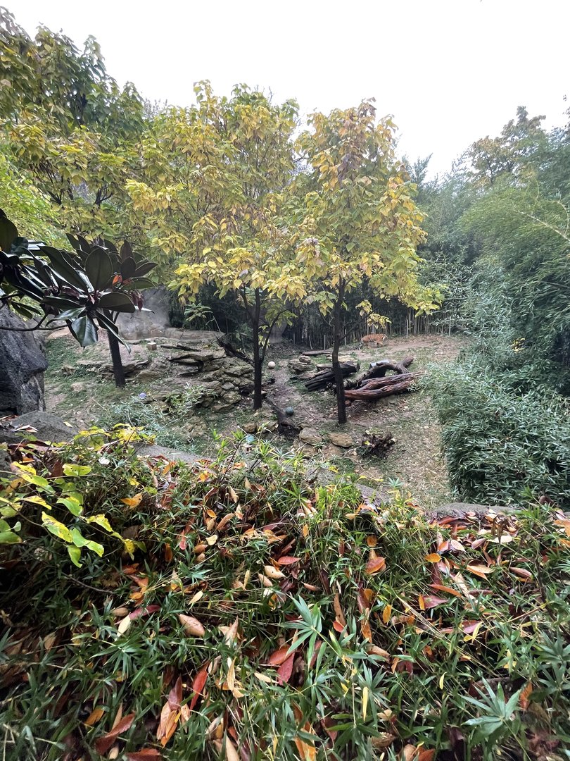 Malayan Tiger Habitat