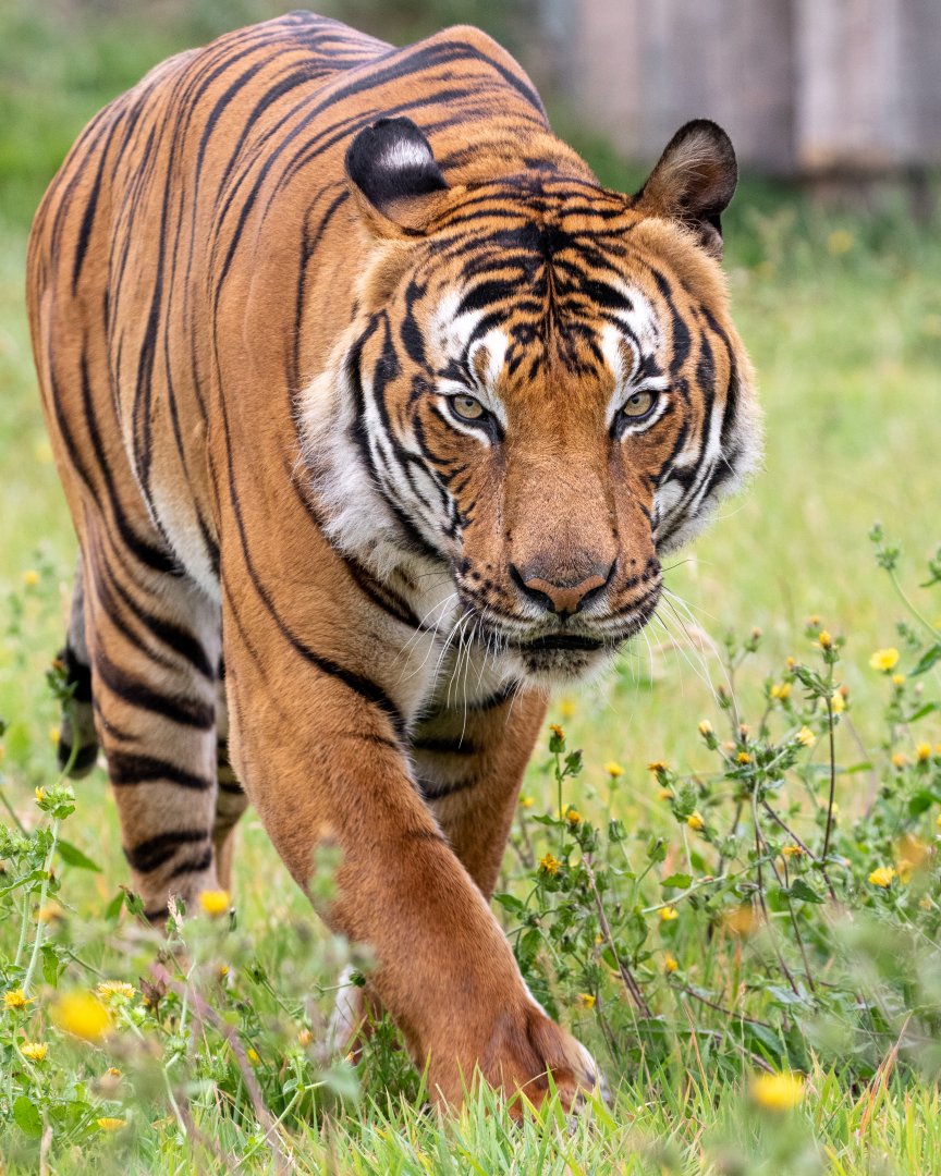 Malayan Tiger / Hamerton / 15-8-20
