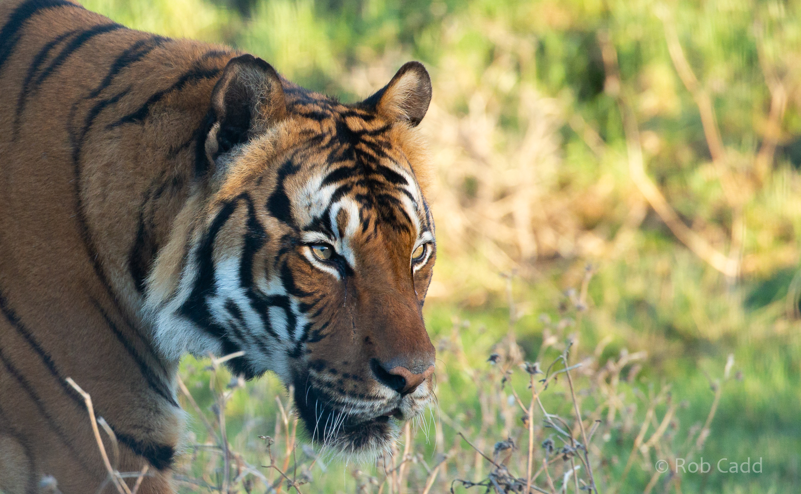 Malayan tiger : Hamerton : 20 Jan 2023