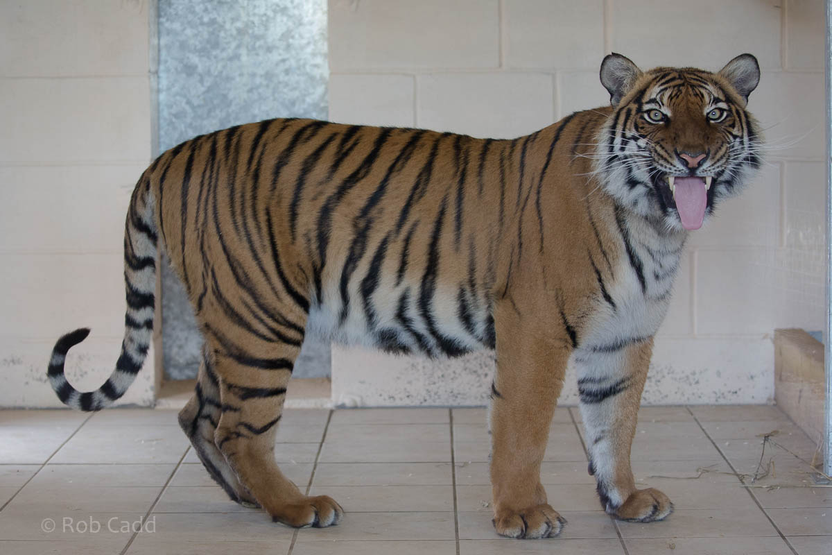 Malayan tiger : Hamerton : 25 Oct 2015