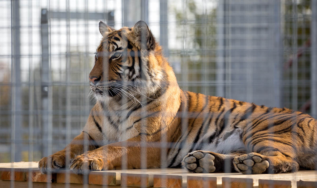 Malayan tiger : Hamerton : 25 Oct 2015