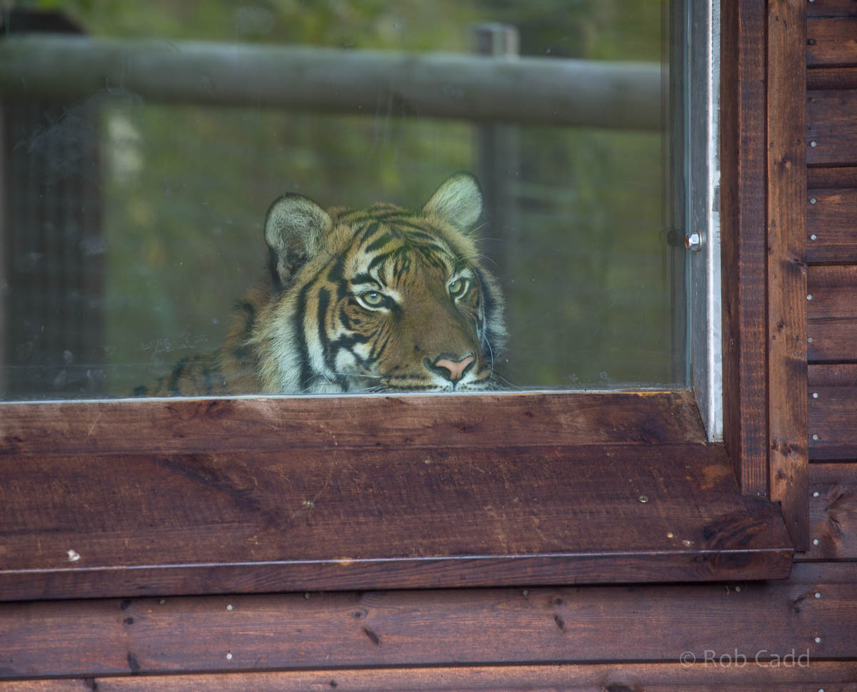 Malayan tiger : Hamerton : 25 Oct 2015