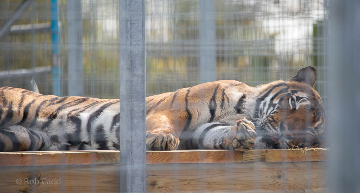 Malayan tiger : Hamerton : 25 Oct 2015