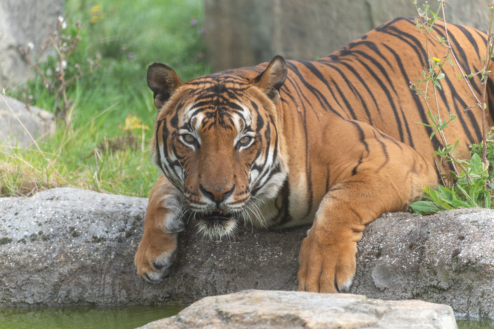 Malayan tiger, Hamerton, UK