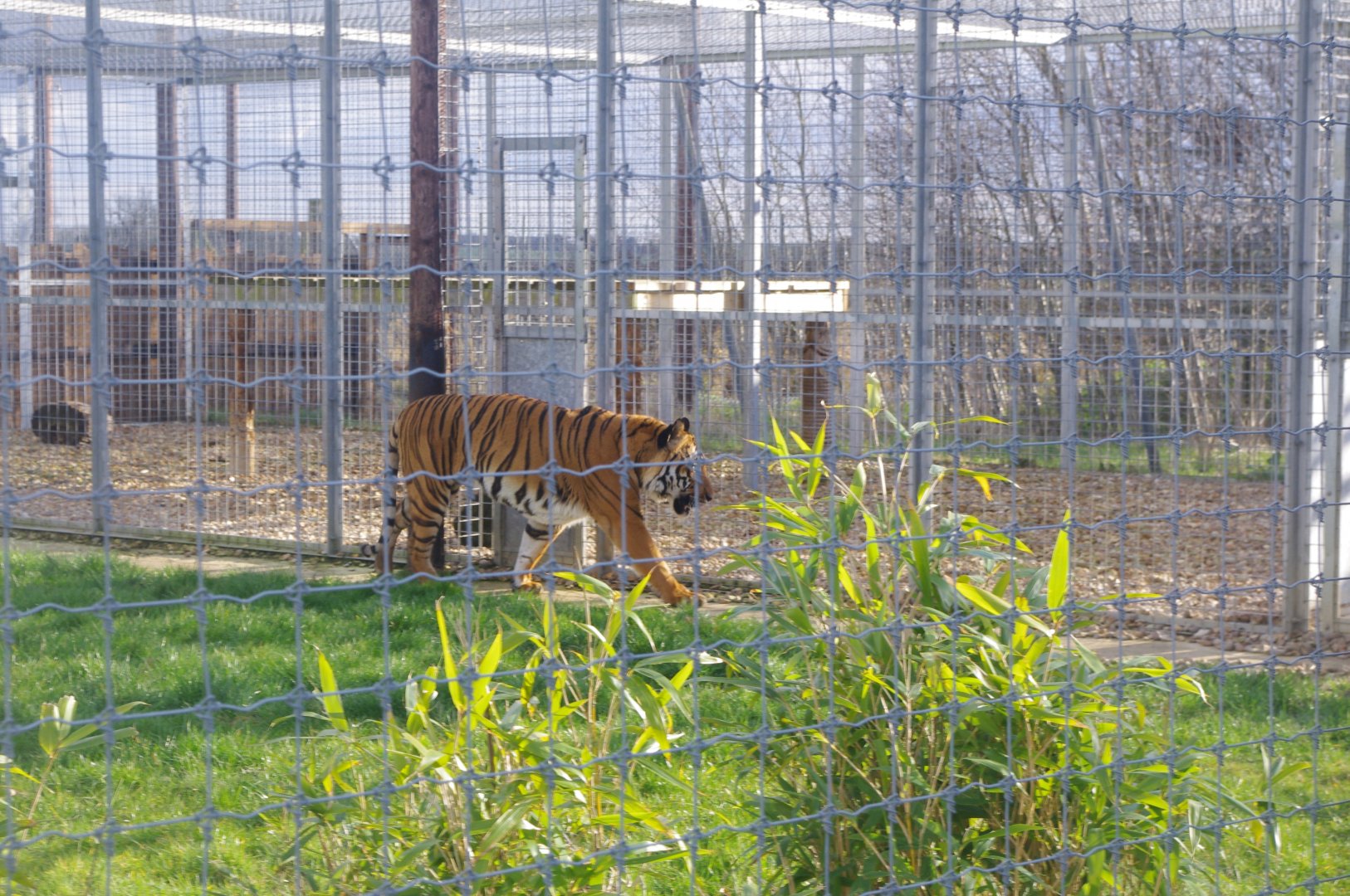 Malayan Tiger- Hamerton Zoo Park 6/3/2022