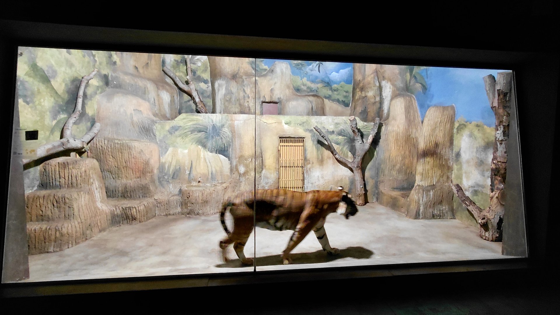 Malayan tiger indoor exhibit
