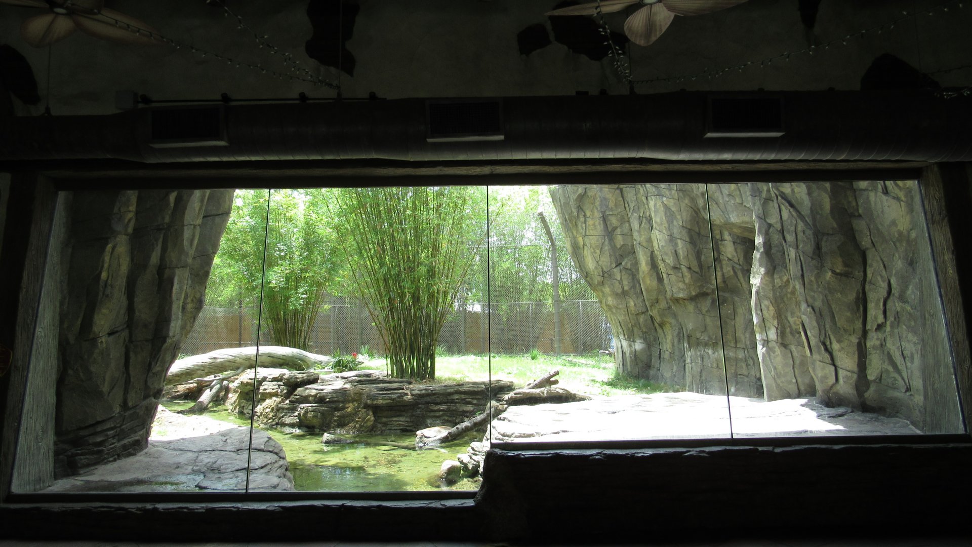 Malayan Tiger Indoor Viewing