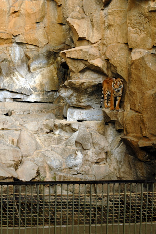Malayan tiger indoors at Tierpark Berlin