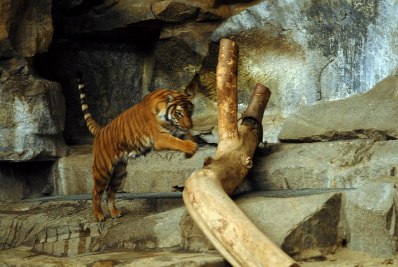 Malayan tiger indoors at Tierpark Berlin