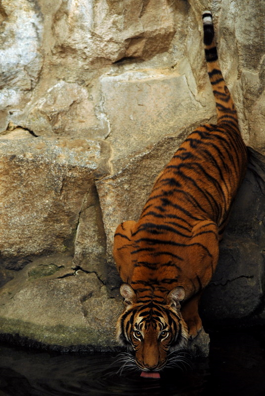 Malayan tiger indoors at Tierpark Berlin