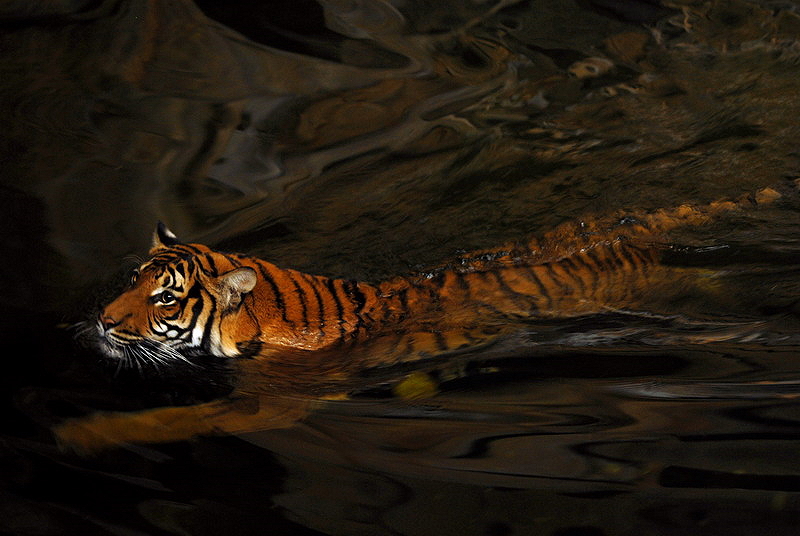 Malayan tiger indoors at Tierpark Berlin