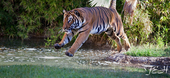 malayan tiger jumping