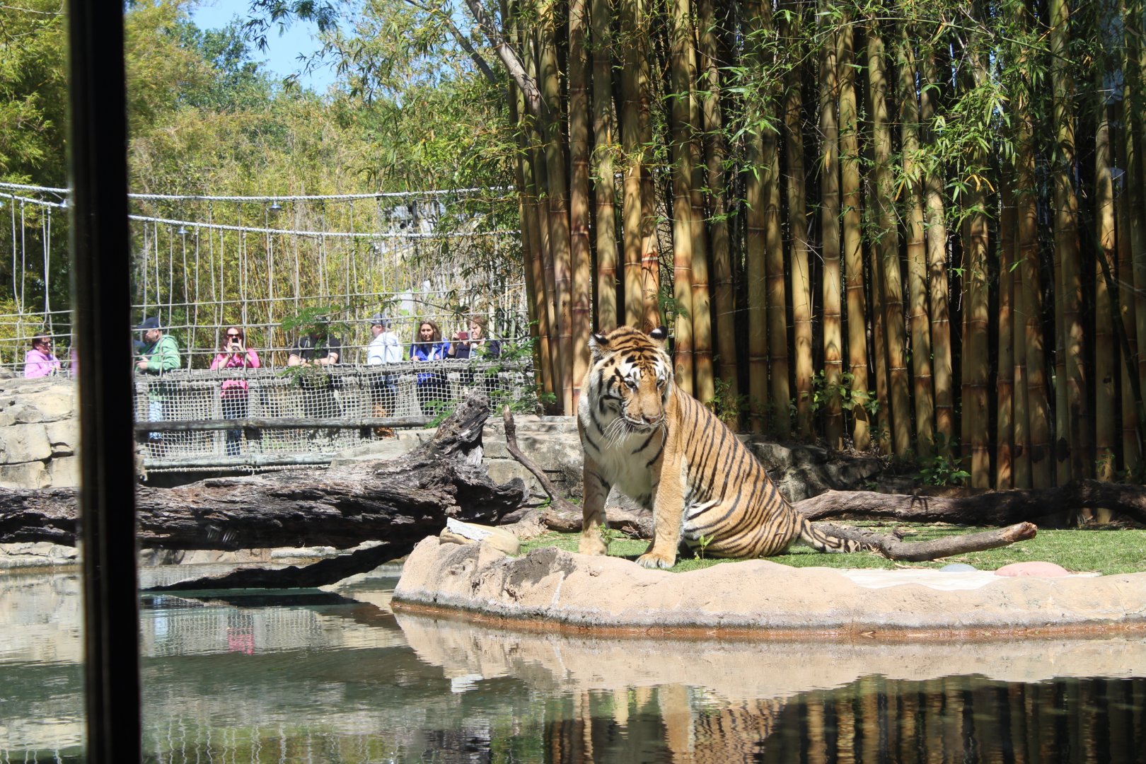 Malayan Tiger - Jungala
