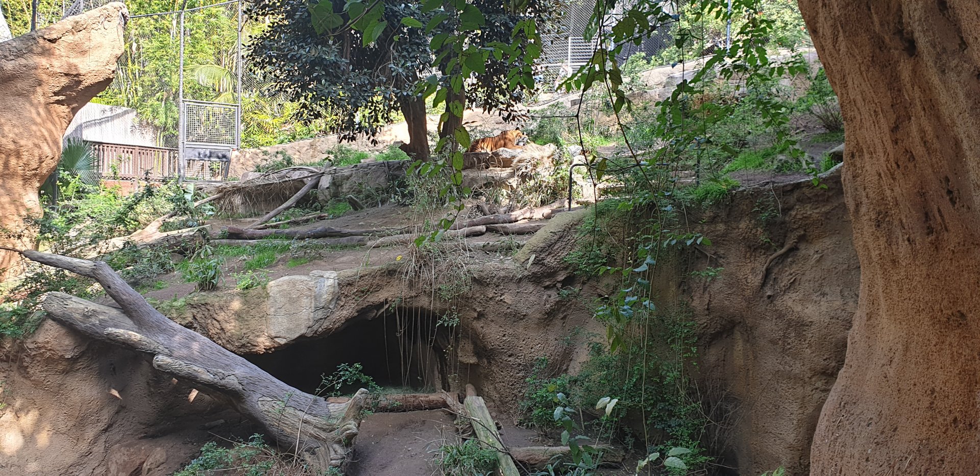 Malayan Tiger, Lost Forest