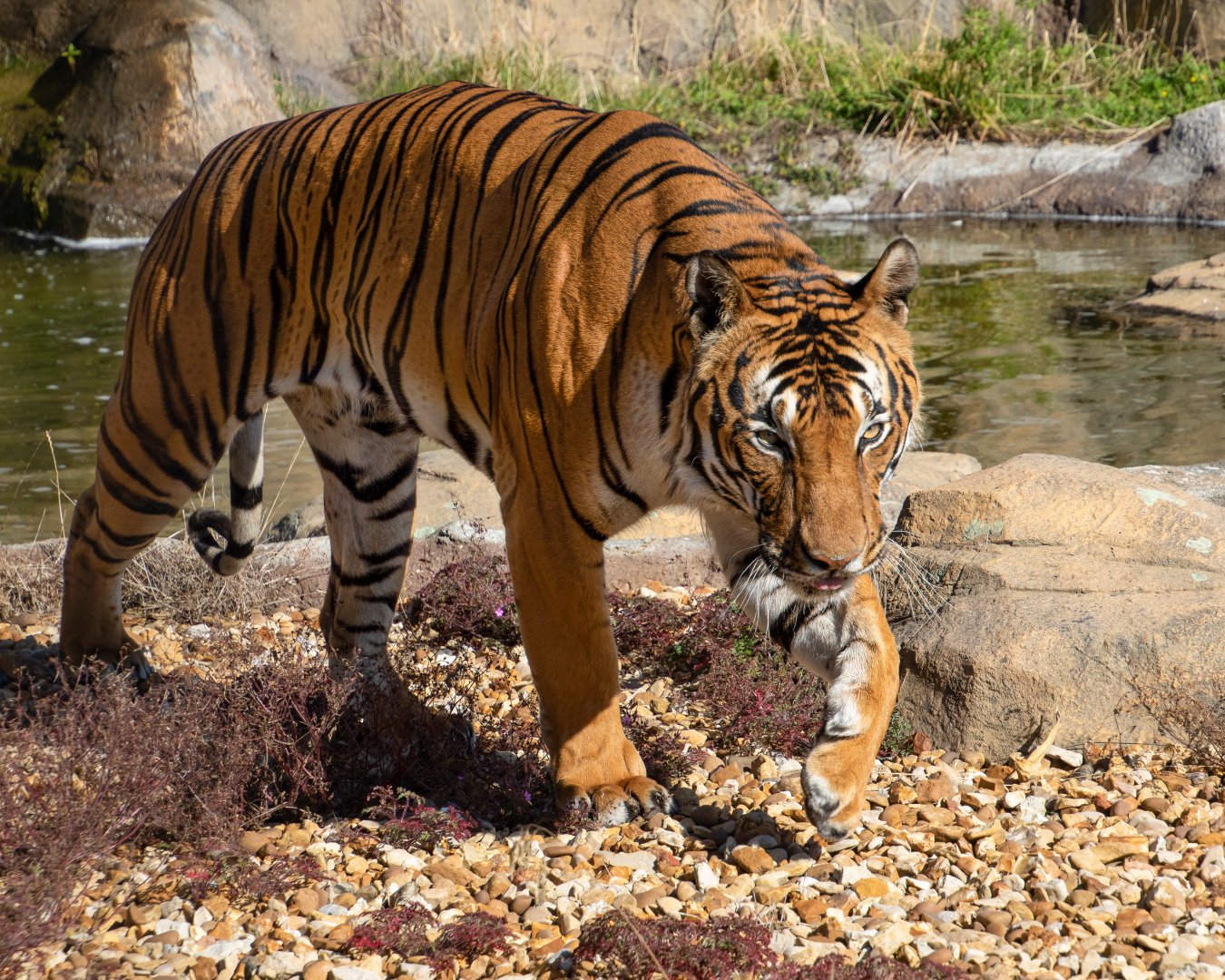 Malayan Tiger (male) / Hamerton 13-9-2019