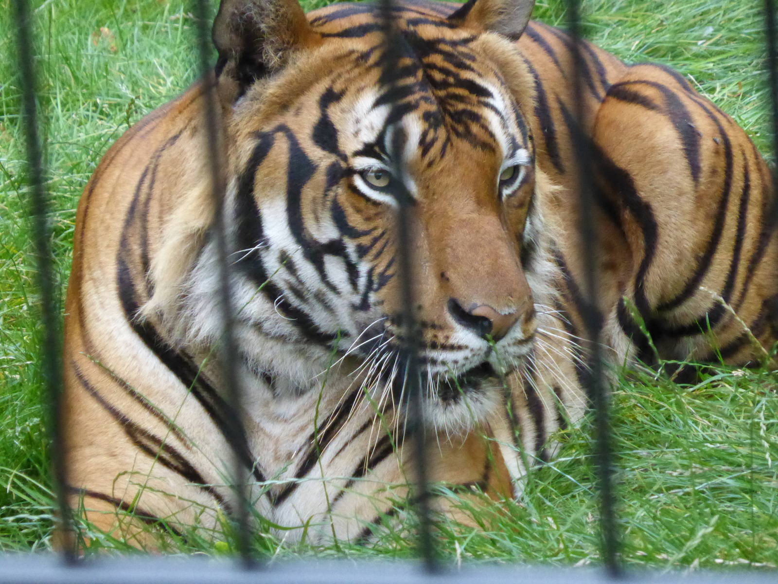 Malayan tiger male