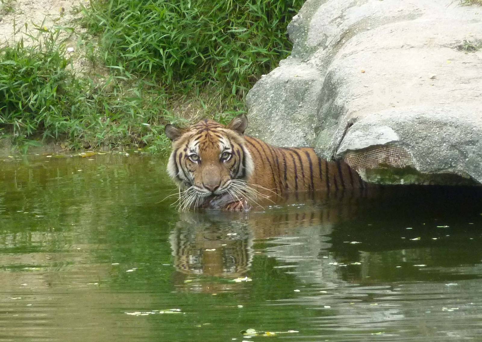 Malayan tiger, May 2013