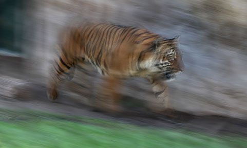 malayan tiger on the move