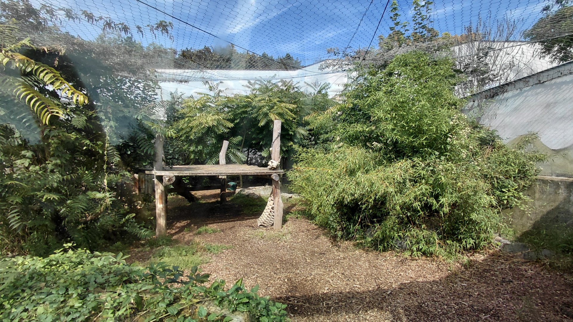 Malayan tiger outdoor exhibit