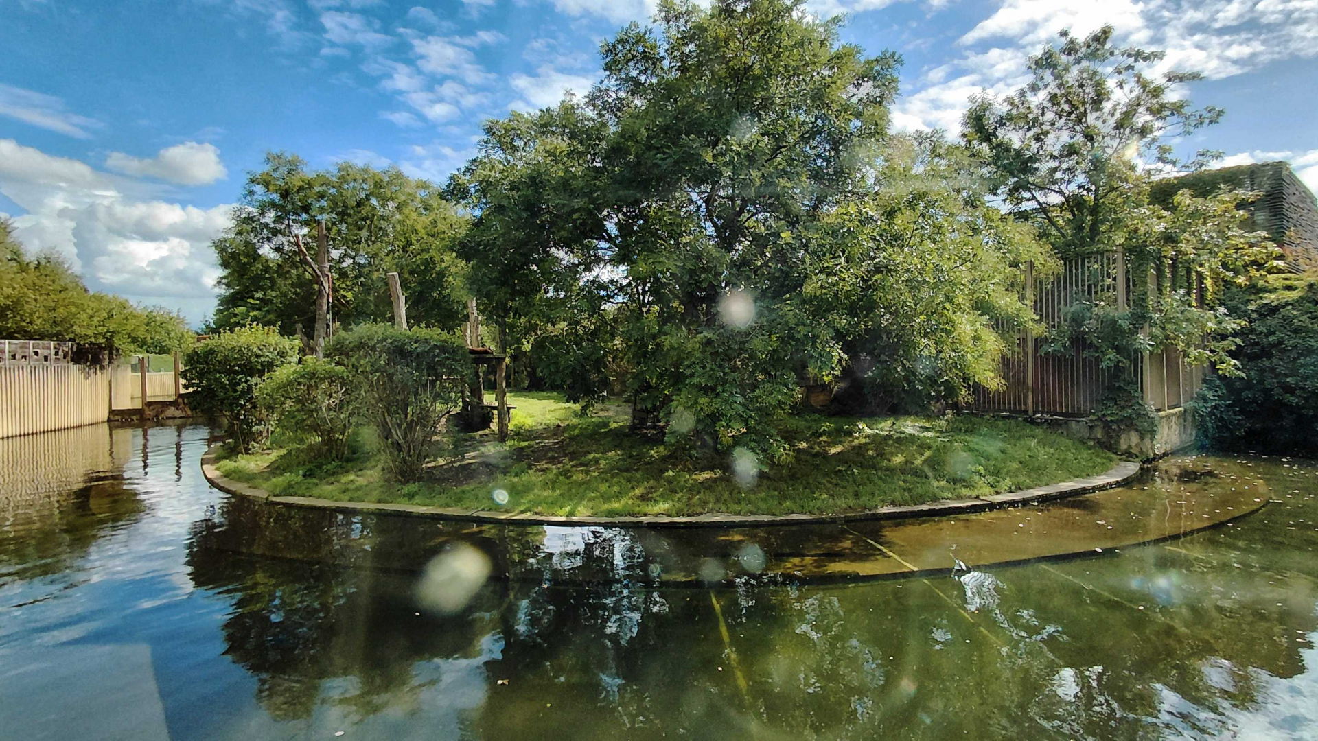 Malayan tiger outdoor exhibit
