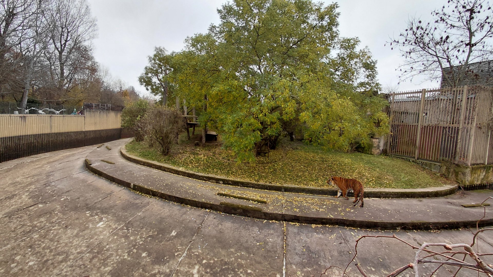 Malayan tiger outdoor exhibit