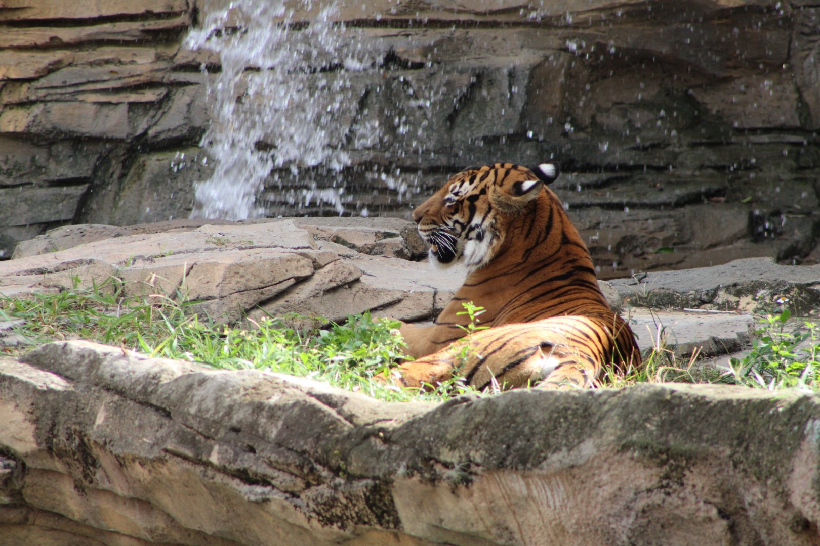 Malayan Tiger (P. t. tigris / “jacksoni”)