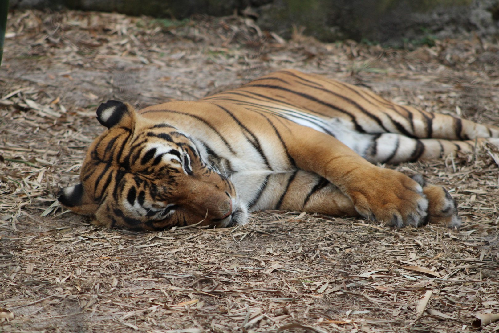 Malayan Tiger (P. t. tigris / “jacksoni”)